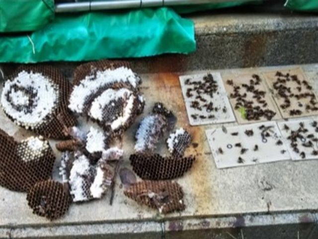 蜂トラブル即解決！蜂の巣お困り解消！