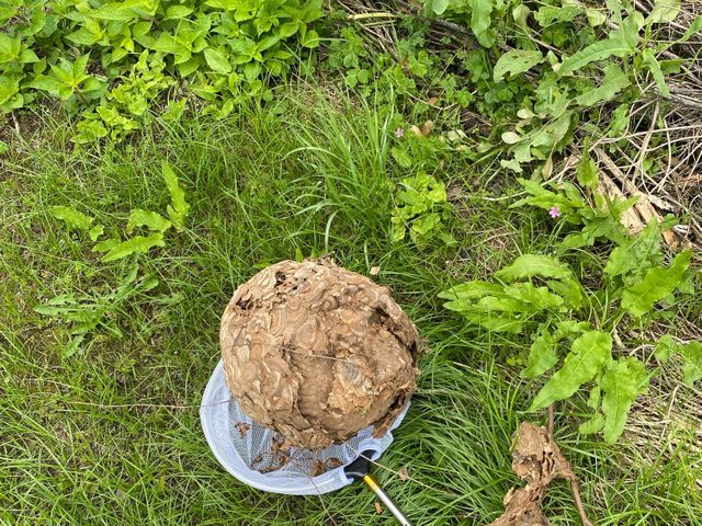 川崎から東京、千葉埼玉にお伺い致します。完全駆除いたします！無料見積もり対応。