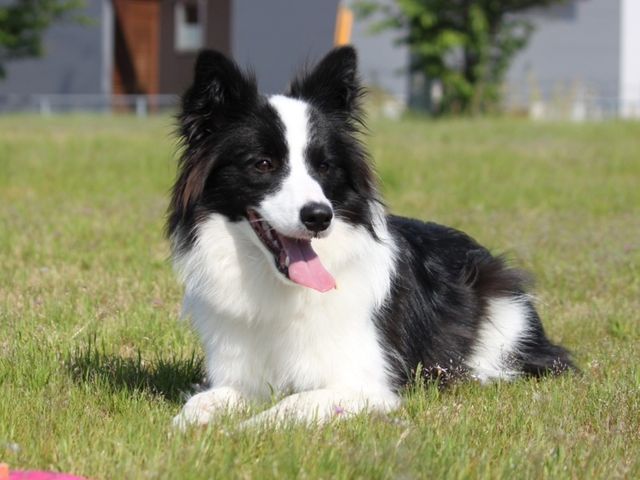 【ペットの安全第一】知識と豊富な経験に基づいた安心安全なサービスを提供