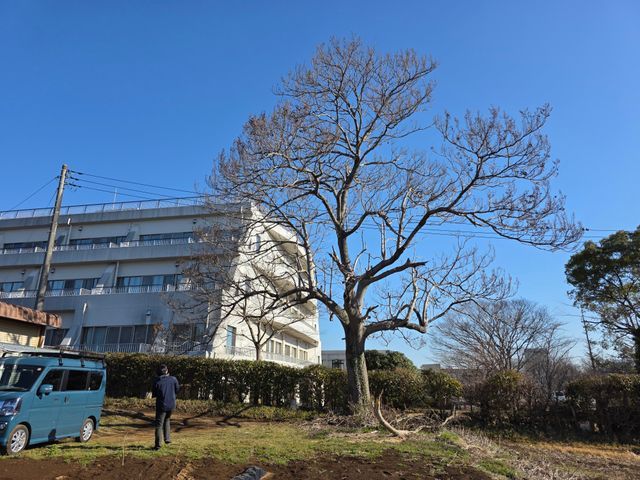 【追加料金なし】プロの伐採・抜根！庭木1本から大木まで丁寧・スピーディーに対応