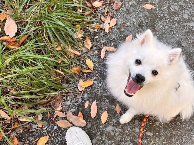 日本で約100人の国際基準のトレーニング資格を持つスタッフが対応！