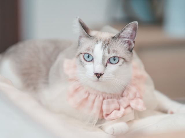 【先着3件口コミ特価】ペットのベストな可愛い瞬間を写真に収めます