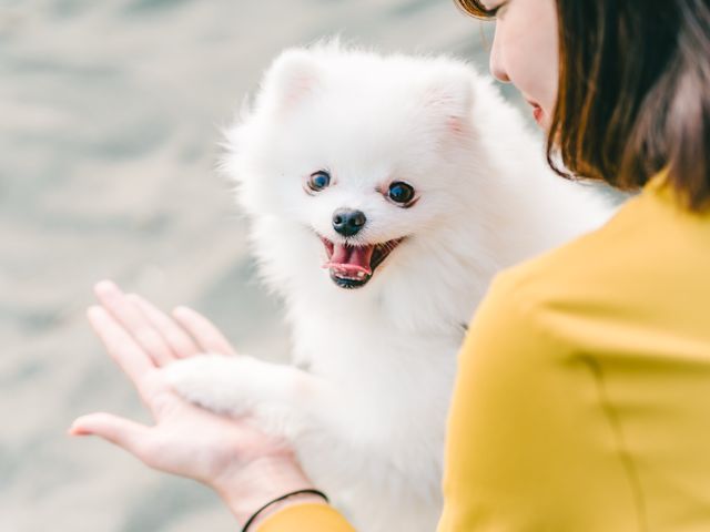 【期間限定特価】一生の思い出に！大切なペットの最高に可愛い瞬間を、写真に収めます