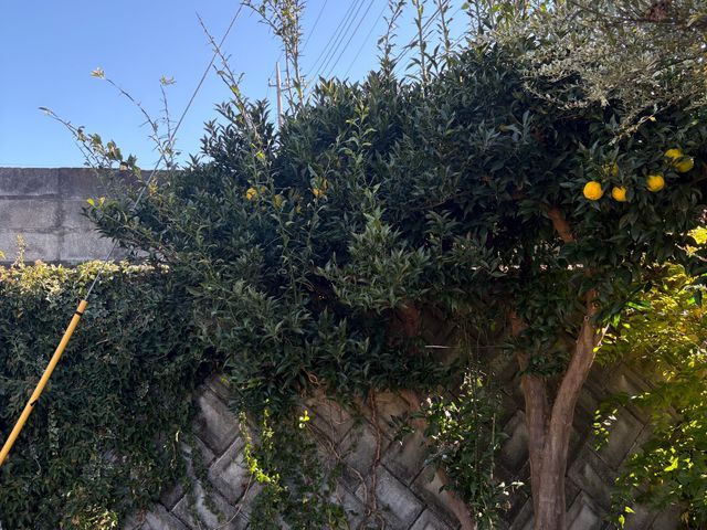 【女性スタッフ同行】ご要望を丁寧にお聞きし、理想の庭を実現するオーダーメイド剪定