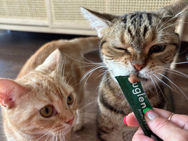 飼い主様、ねこちゃんのニーズに合わせて、お世話の時間を自由に調整できます！