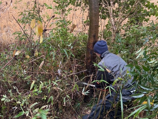 地域密着！経験10年以上、2級造園施工管理技士による伐採•抜根作業
