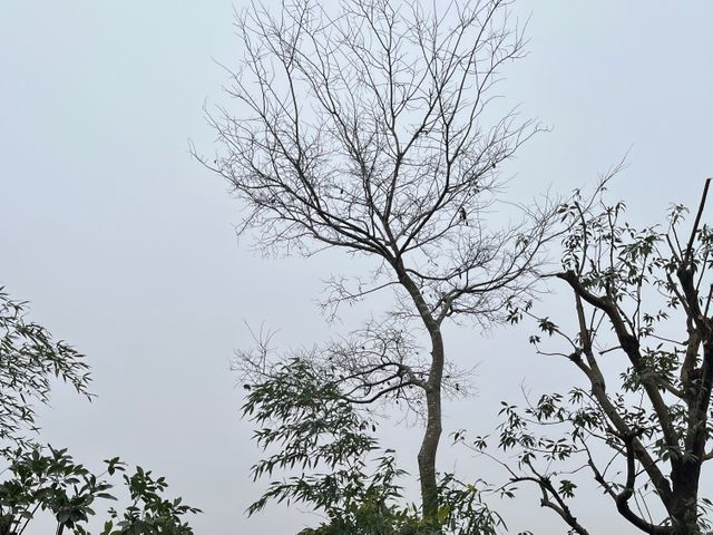 地域密着！経験10年以上、2級造園施工管理技士による伐採•抜根作業