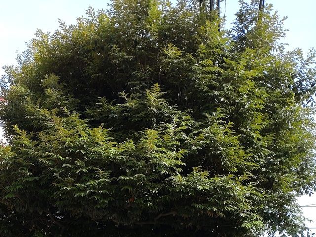 美しい仕上がりをご提供致します！◎１級造園技能士◎女性スタッフ同行可能◎