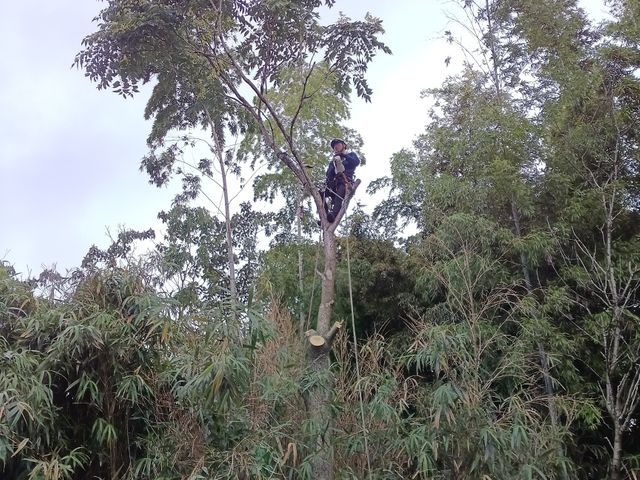 高木〜小さな木まで一本からお受けさせて頂きます！【損害保険加入済み】
