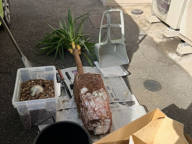 【夫婦で営む植物屋さんが訪問◎】大きな鉢や複数依頼も大歓迎！管理のアドバイスも！