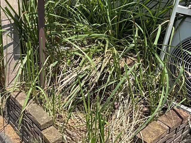 無理せずおまかせ！優しい草むしりサービス！時間がない方・腰がつらい方に！