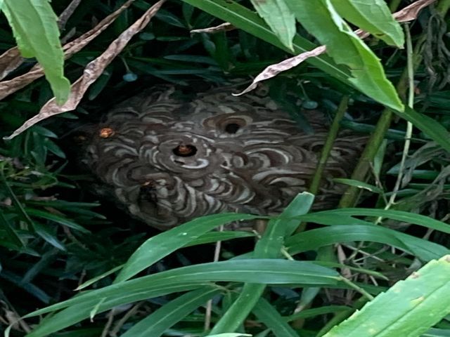 スズメバチ、あしながバチ、みつばちの駆除