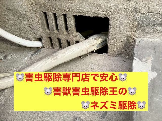 害虫駆除の専門家！害獣害虫駆除王だから安心して依頼できるネズミ駆除！
