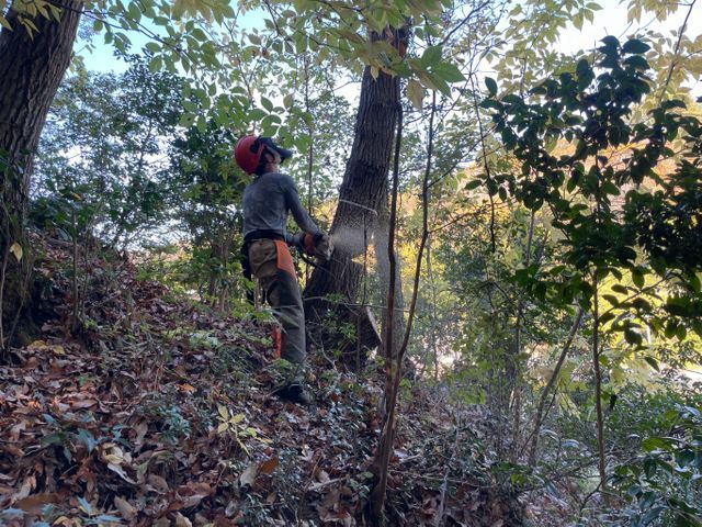 倒せない木も対応。難所・特殊伐採も安心して任せられる職人です。