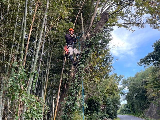 庭木すっきり伐採・抜根