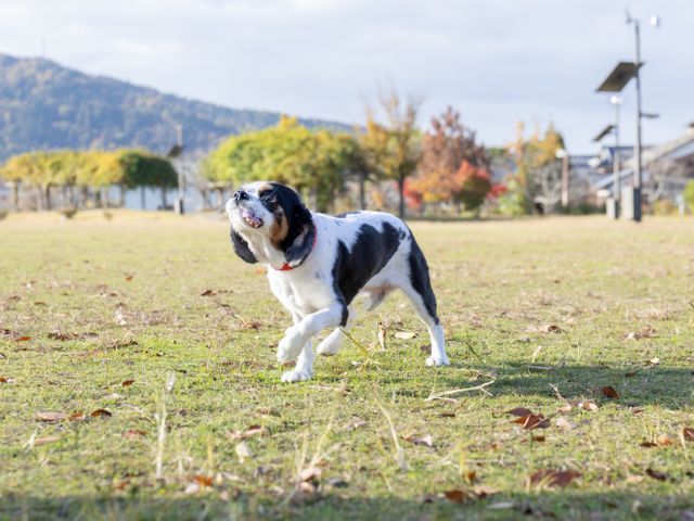 作例募集中、期間限定価格！やさしい光で残すペットフォト