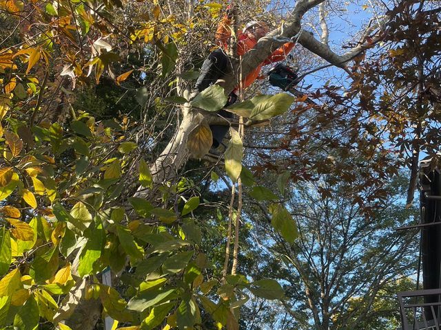 実績多数！庭木の伐採、伐採後のご提案お任せ下さい。お気軽にご相談下さい。