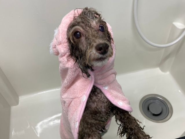 ワンちゃんと飼い主様の負担軽減を重視！安心なご自宅で作業！送迎不要！！