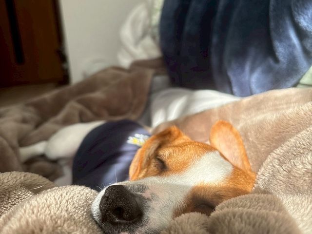 【大型犬・高齢犬・トレーナー資格保有◎】一度断られたわんちゃんもご相談ください◎