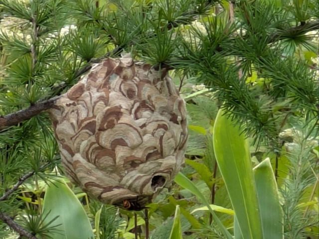【林業で培った蜂駆除技術】で素早く安全にに駆除します！