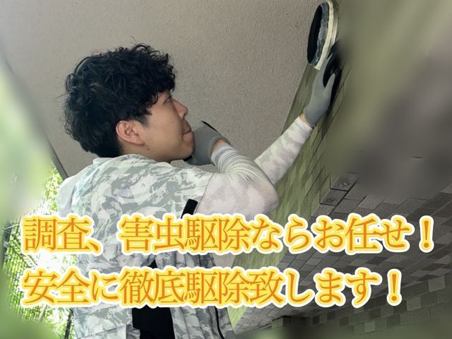 即日対応可能！有資格者によるクモ駆除、対策！もう見たくないを実現します！