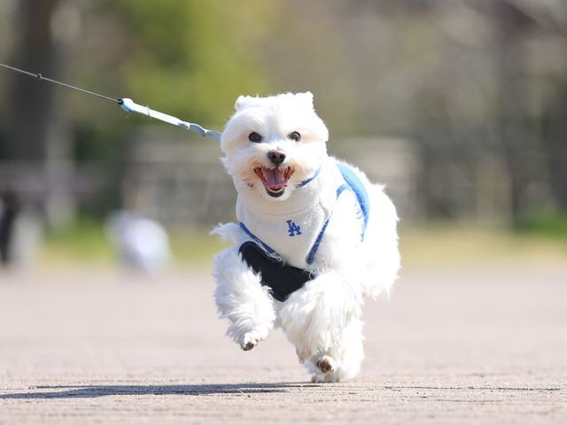 出店キャンペーン　先着5名様まで13,000円