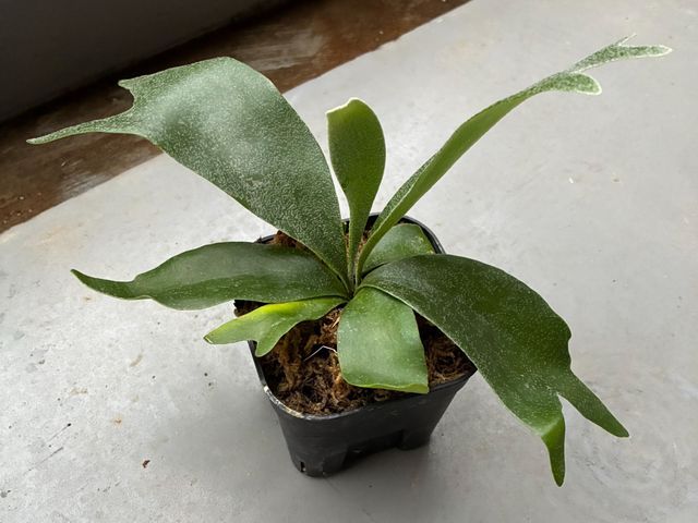 お気軽にご相談ください！鉢の植替えサービス！