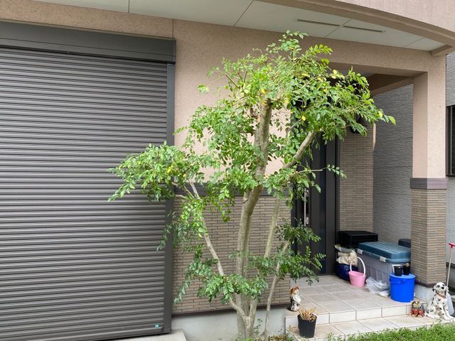 剪定オタク24歳フレッシュな店主が丁寧に対応します。