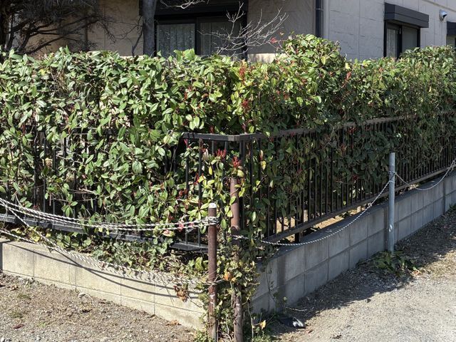 お気軽にご依頼ください！生垣刈込みます！