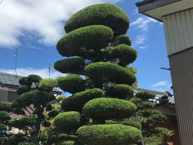 庭木の剪定・伐採・消毒。笑顔と真面目さが取り柄の刈込師。丁寧にお庭を管理します。