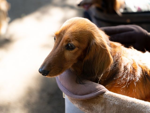 【今だけ★開店記念価格！】ペットと飼い主さんの物語を永遠に！