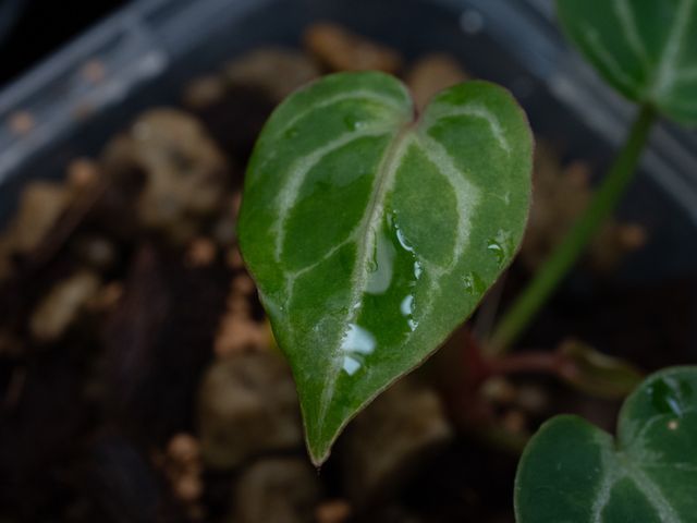 観葉植物などの植替えいたします