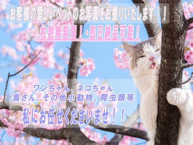 【枚数無制限！即日納品可能！】初回の方、限定割引させていただきます！！