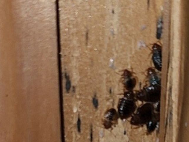 (圧倒的)な駆除率・人体に(安全薬剤)・(確実)に駆除　トコジラミ駆除サービス