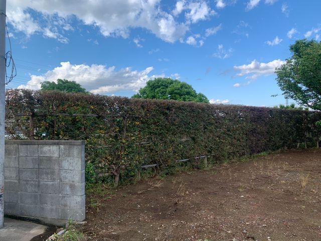 植え込み、生垣、クネの剪定、刈込み