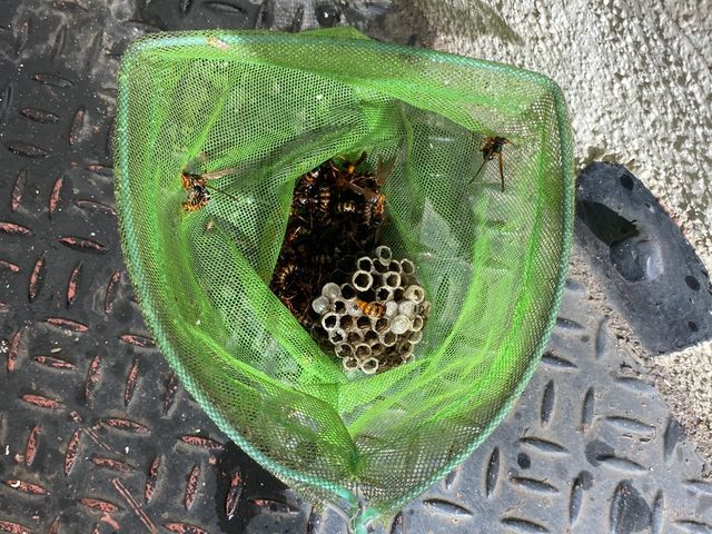 蜂駆除は育児、仕事に奮闘中の双子のパパにお任せ☆即日対応、明朗会計で安心！！