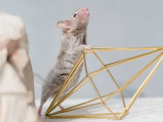 光の演出で被写体の魅力が伝わる自然体で印象深い写真を撮影いたします