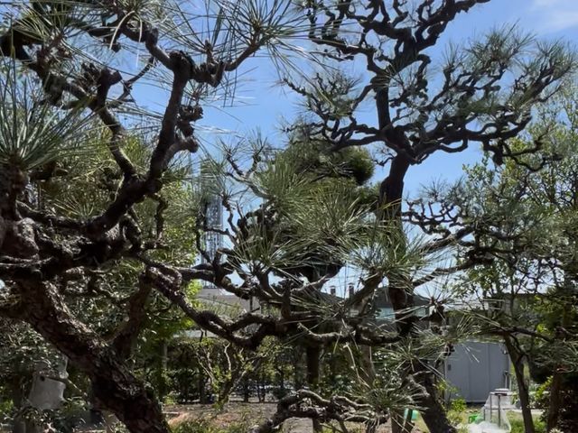 庭木の剪定