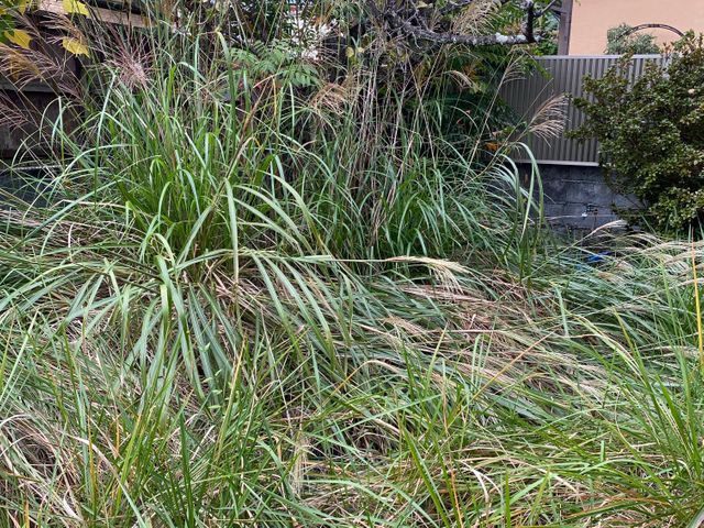 【11月出店】林業経験10年の職人