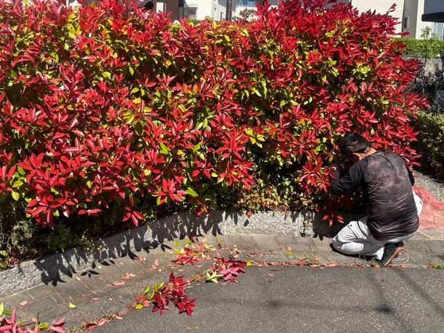 生垣剪定はおまかせください。