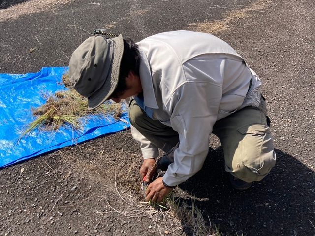 【☆草を根から抜きます☆】庭木のお洒落は足元から☆作物の株周りも対応します