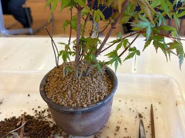 「根から整える、長く育つ植え替え」優しい丁寧な植え替え