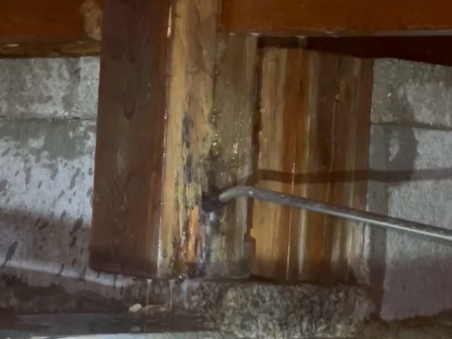 シロアリ駆除施工士 害虫駆除 ※追加料金なし