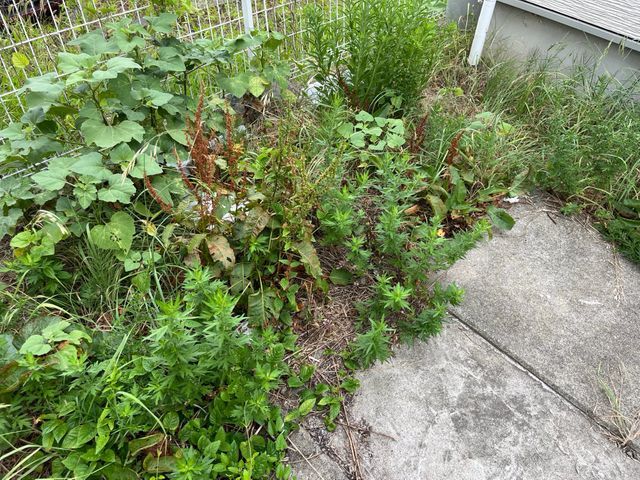 面倒な庭の草むしりは是非当店へ！