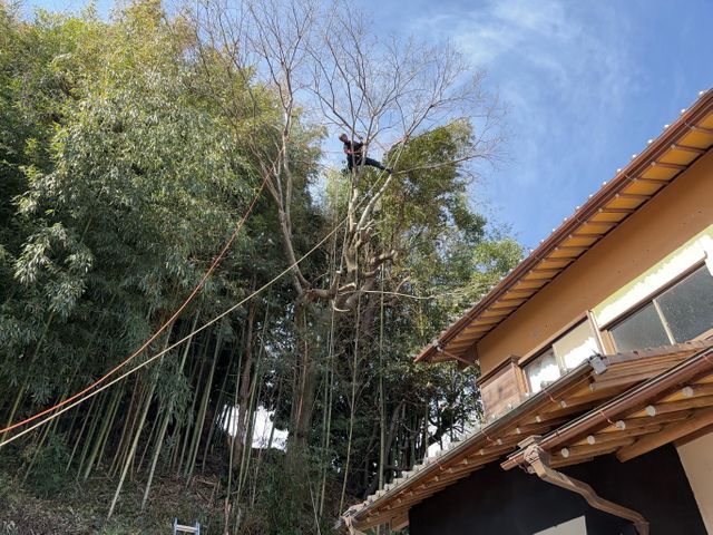 最も美しい姿であるために“自然風剪定”