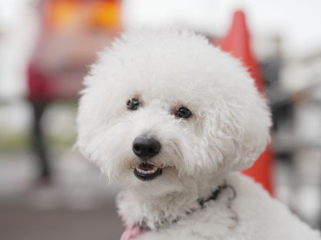 ワンちゃんネコちゃん大好き！ペットの自然な姿を撮影します