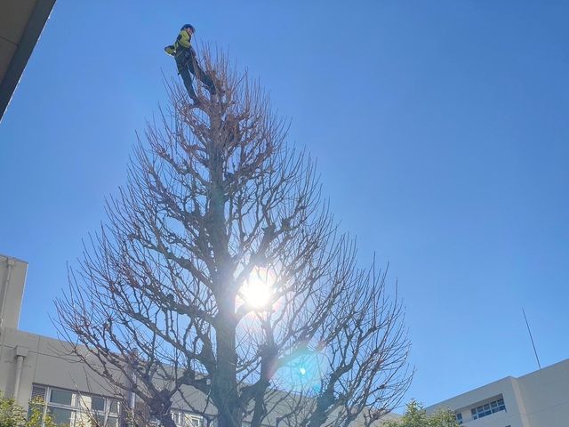 経験1000本以上！庭木を美しく蘇らせる匠の技 ★写真でお見積りできます!