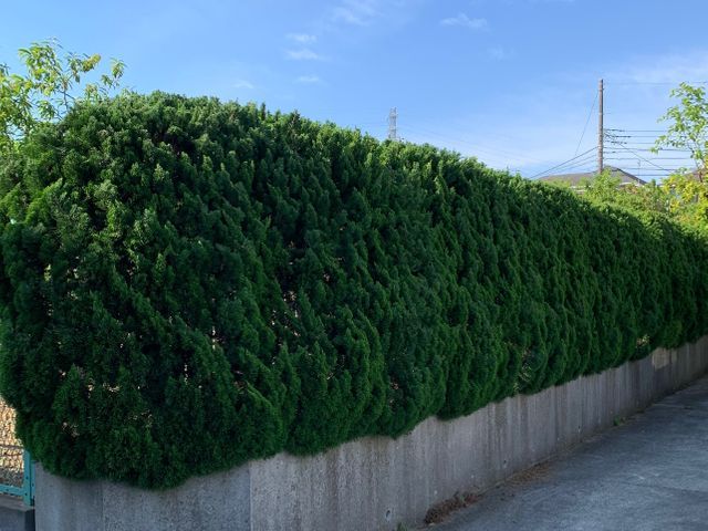 あ！ここまで見てくれてありがとうございます！生垣のいろんな悩みありますよね？