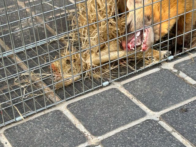 眠れない生活を解決します(^^♪《イタチ駆除清掃はお任せ下さい》