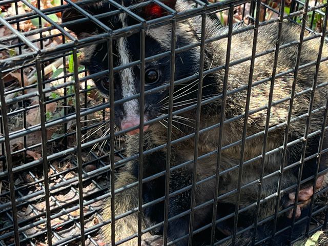 ◆調査お見積もり完全無料◆最短当日施工可能！侵入口徹底閉鎖&必ず完全駆除します！